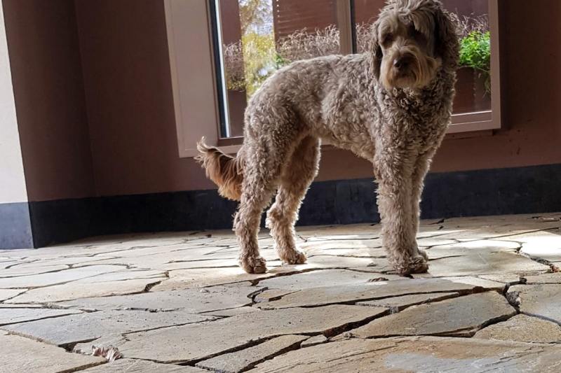 YELLOW SIKIS - Afbeelding 3